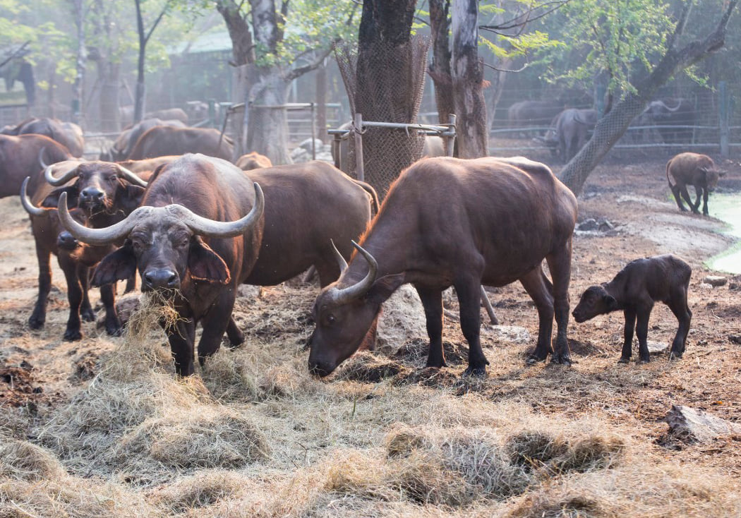 Safari World Zoo and Park