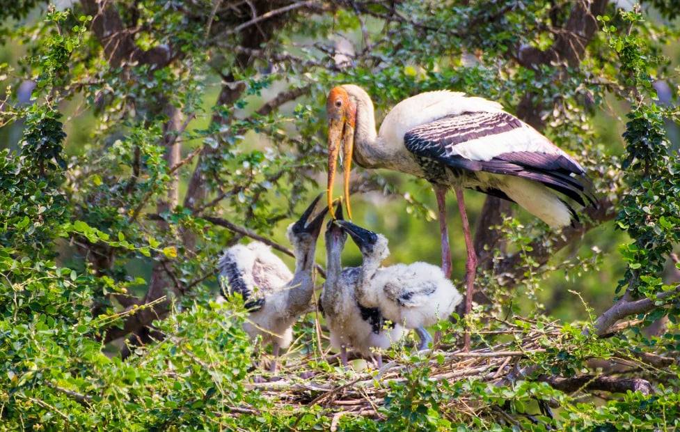 Safari World Zoo and Park