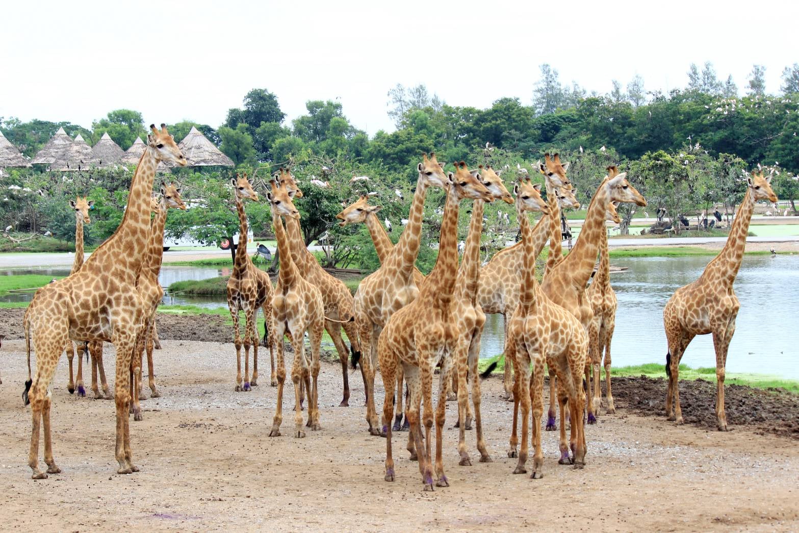 Safari World Zoo and Park