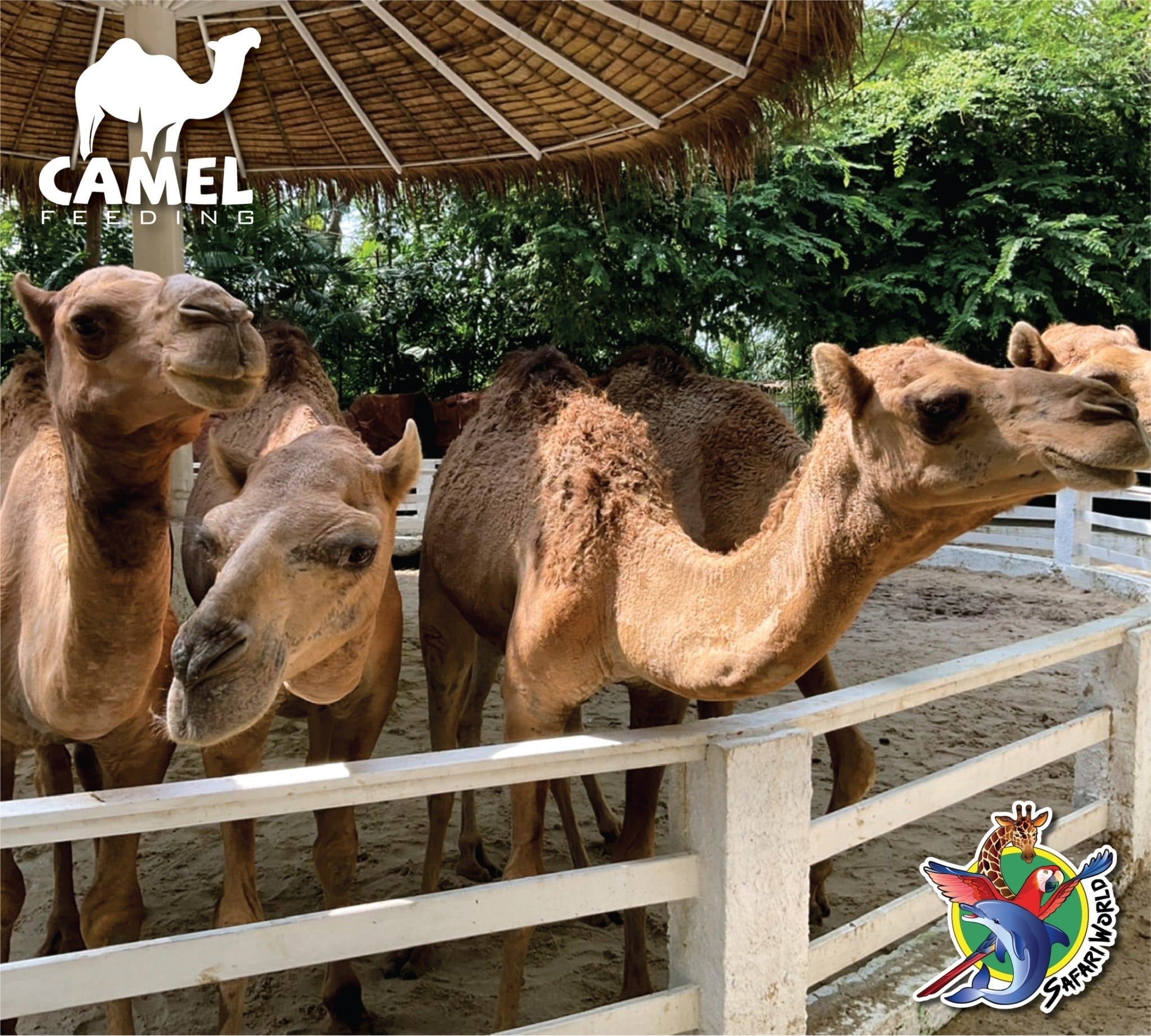 Safari World Zoo and Park