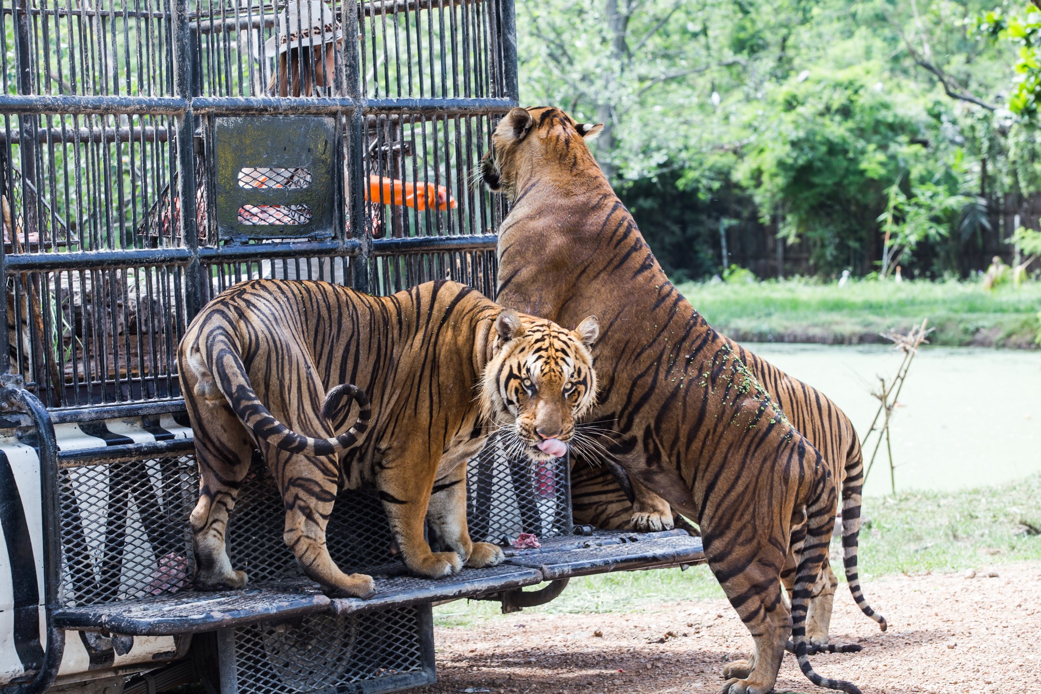 Safari World Zoo and Park