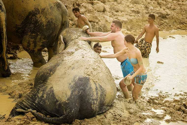 Elephant Jungle Sanctuary Pattaya
