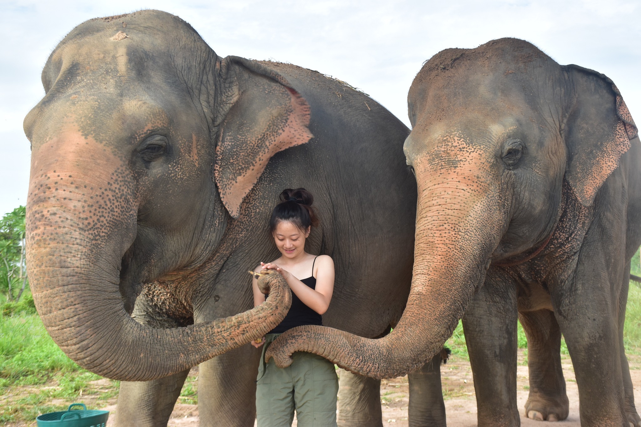 Elephant Jungle Sanctuary Pattaya