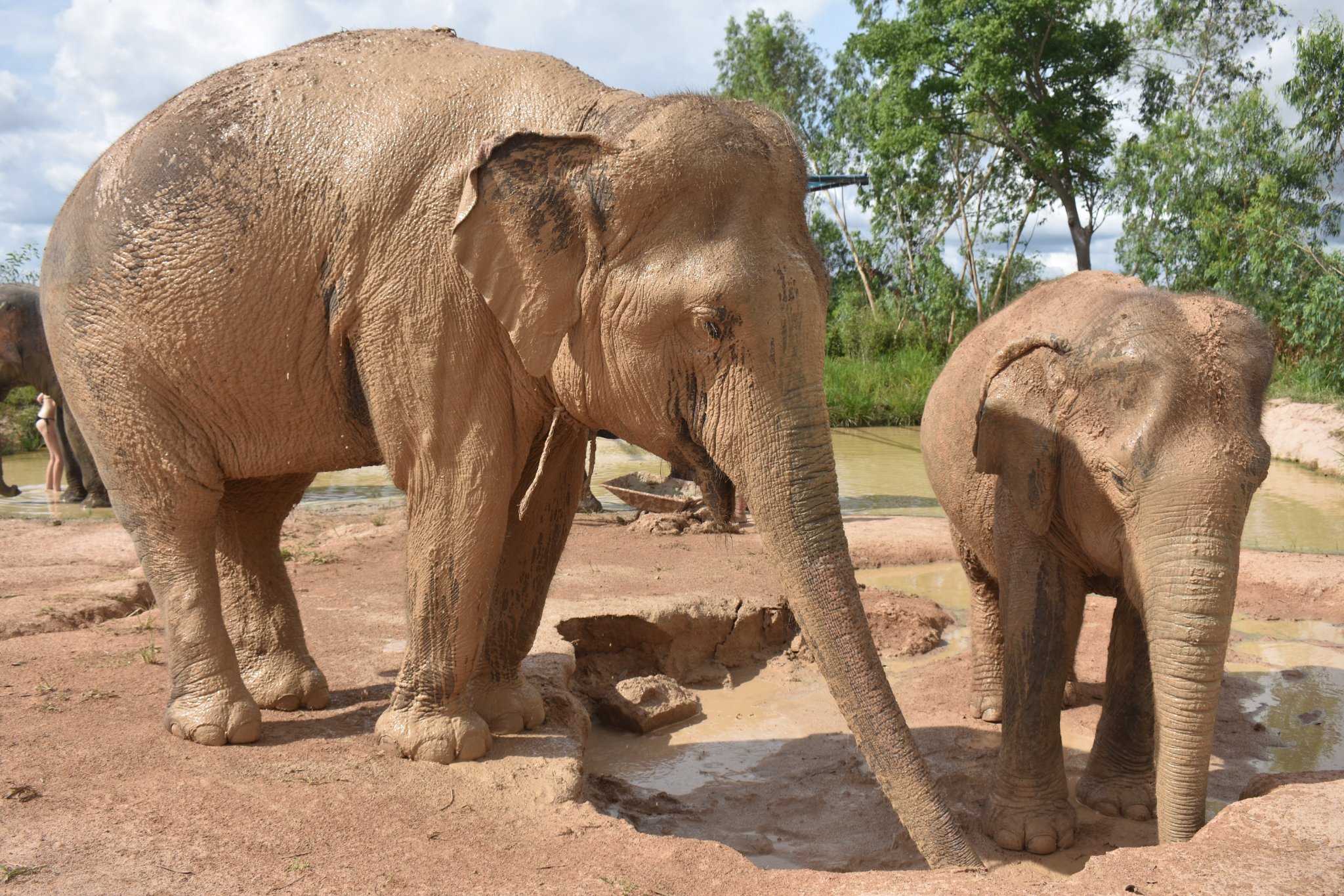 Elephant Jungle Sanctuary Pattaya