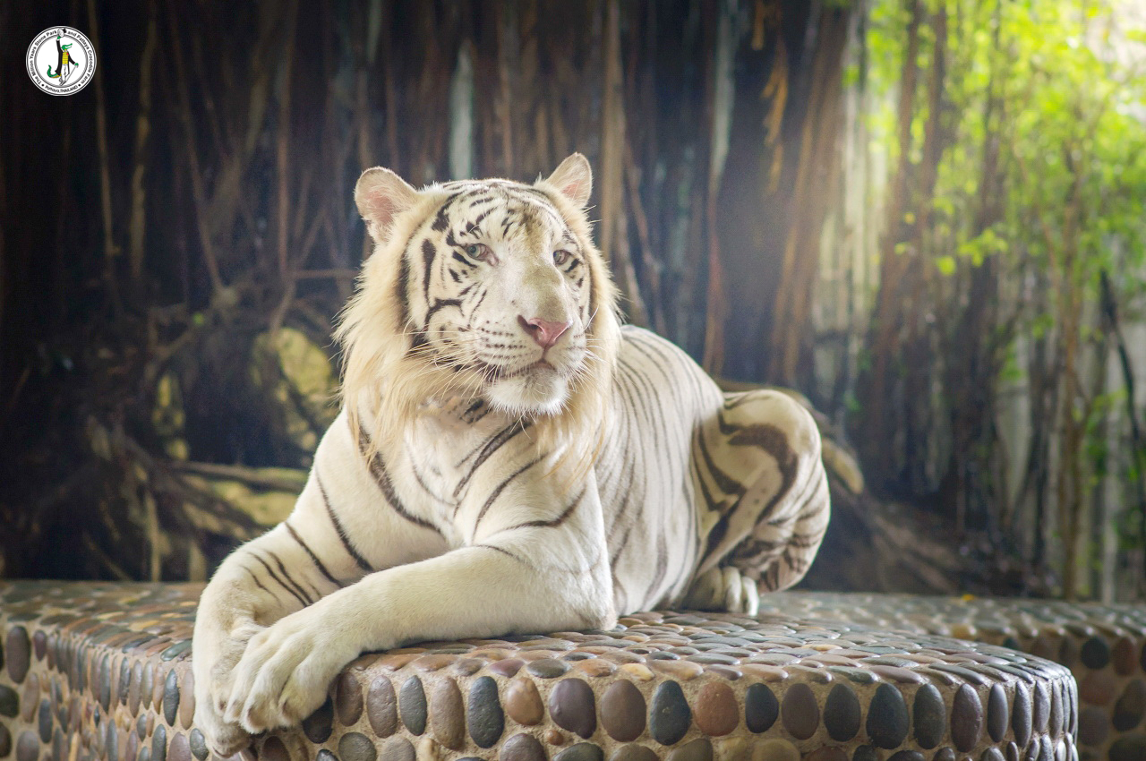 Million Years Stone Park and Crocodile Farm Pattaya