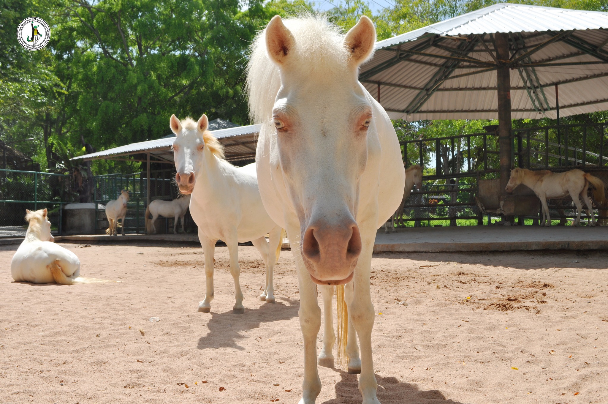 Million Years Stone Park and Crocodile Farm Pattaya