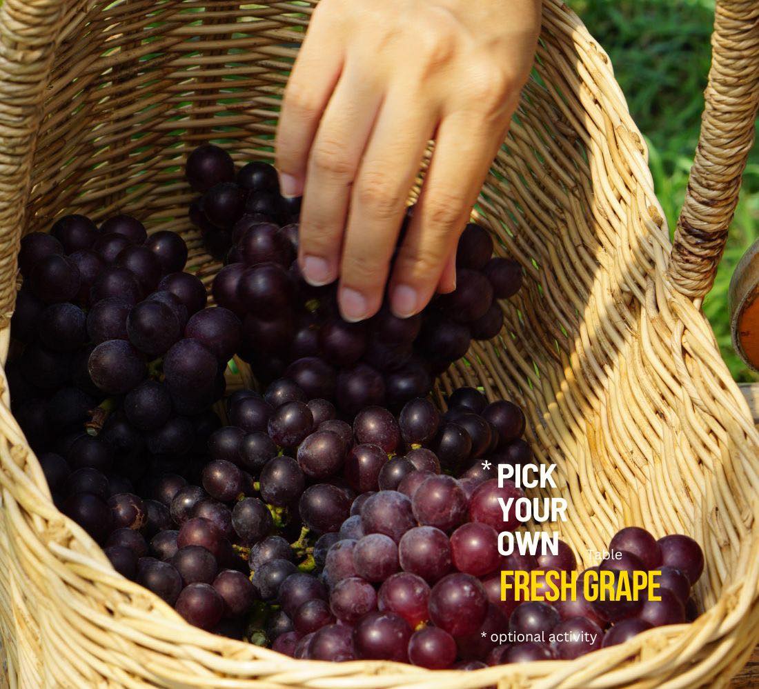 Khao Yai Winery One Day Trip
